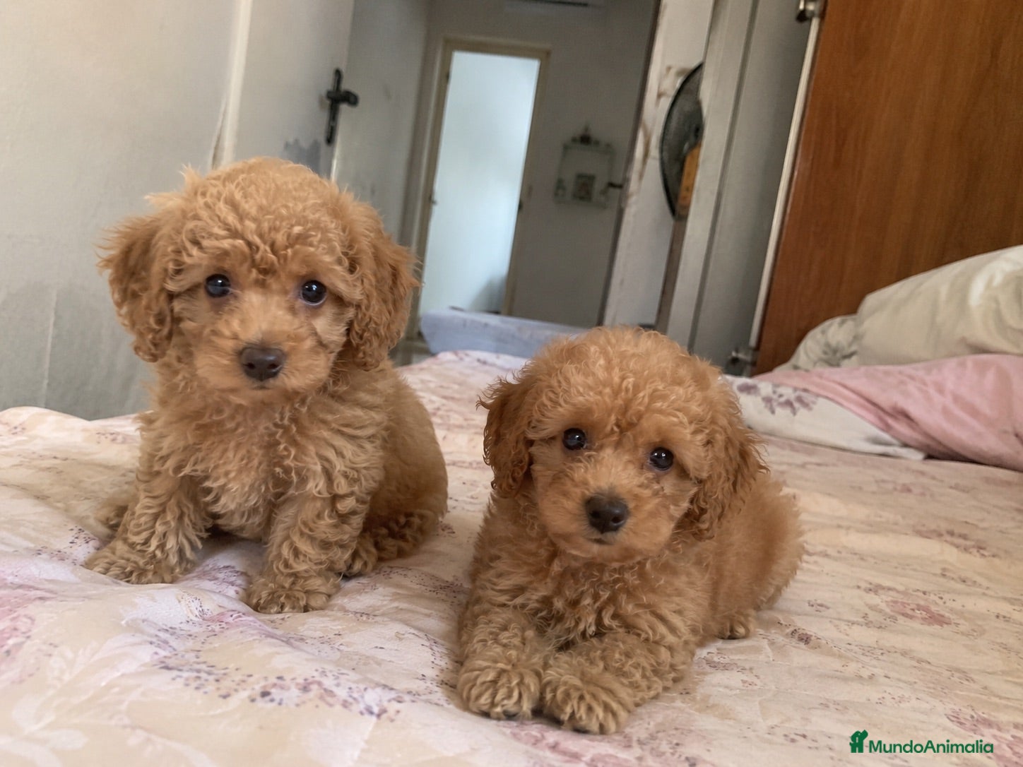 Caniche Enano perros CANICHES MINI ! CACHORROS  - Anuncio 1