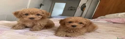 Caniche Enano perros en venta: CANICHES MINI ! CACHORROS  - Anuncio 1