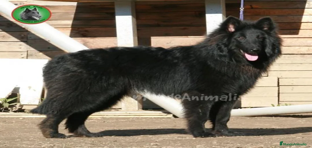 Imagen de galería {{count}}