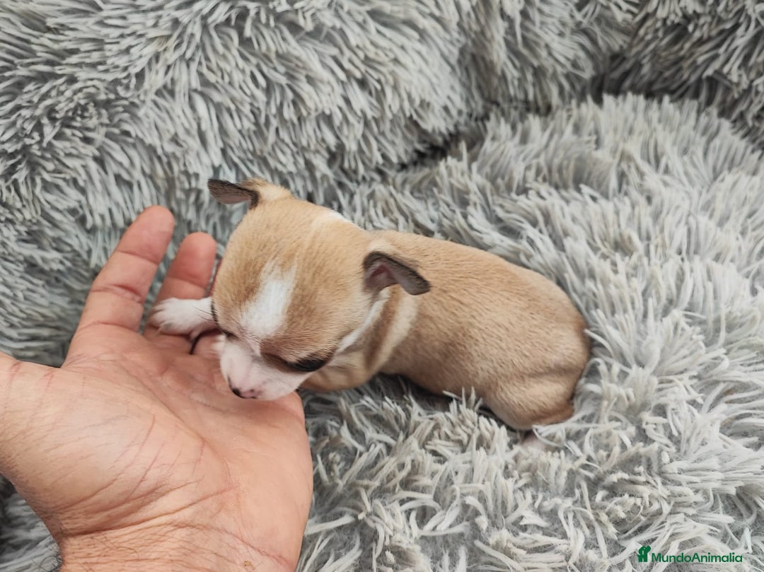 Chihuahua perros en venta: CHIHUAHUA HEMBRA TOY - Anuncio 1