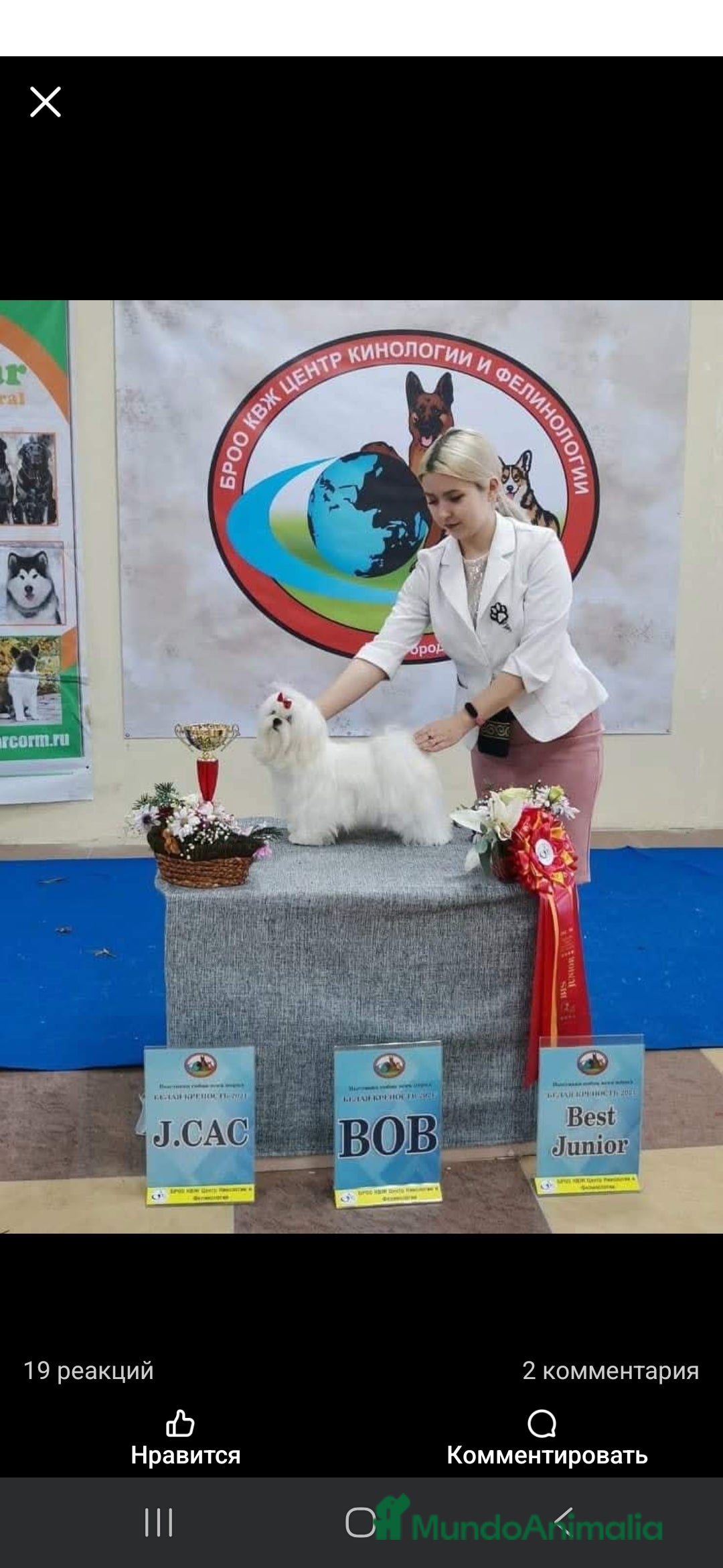 Bichón Maltés perros en venta: Machito Coreano puro Tokio  - Anuncio 6