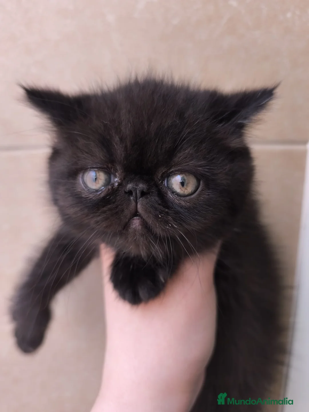 Exótico de Pelo Corto gatos en venta: Macho exotico en Madrid - Anuncio 1