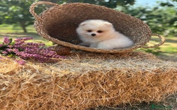 Pomerania perros en venta: Pomerania blanco /crema disponible  - Imagen 1