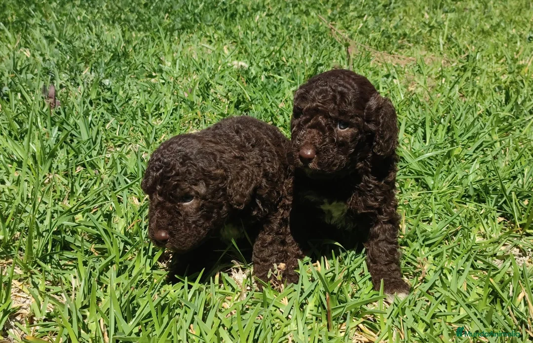 Imagen de galería {{count}}