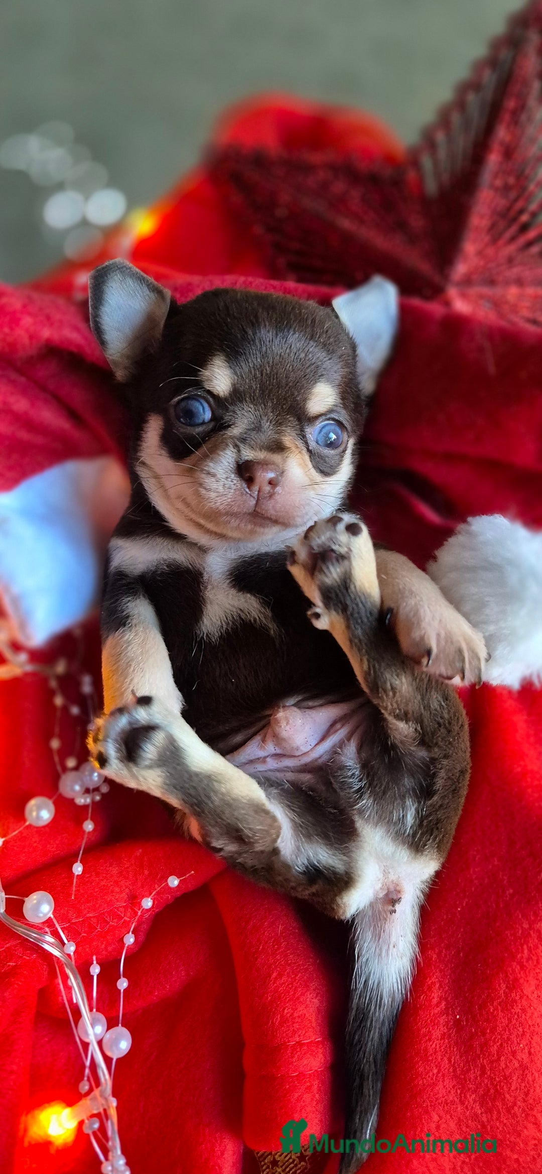 Chihuahua perros en venta: Chihuahua Chocolate - Anuncio 5