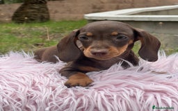 Teckel Miniatura perros en venta: TECKEL MINATURA ISABELLA - Imagen 9