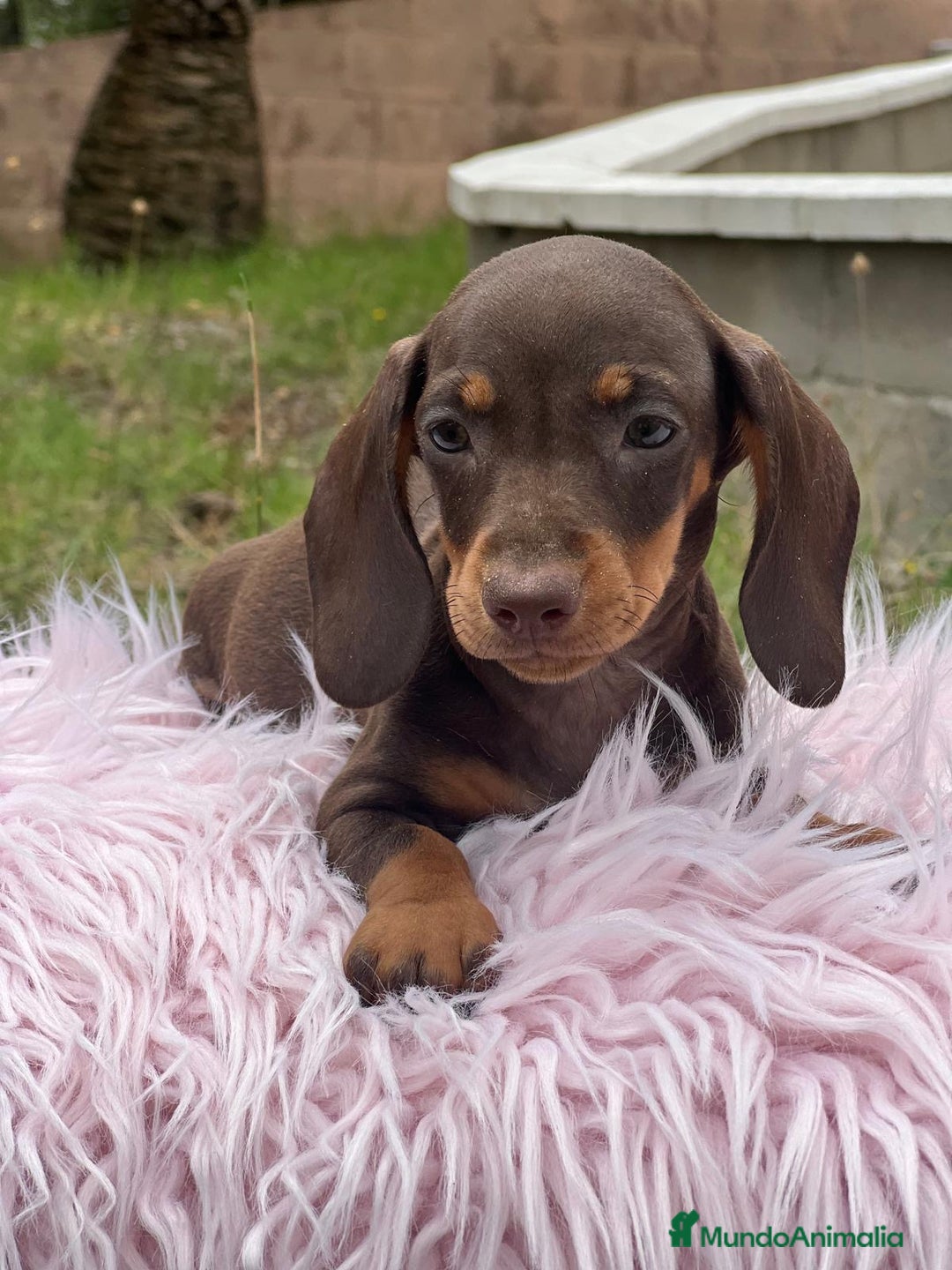 Teckel Miniatura perros en venta: TECKEL MINATURA ISABELLA - Imagen 9