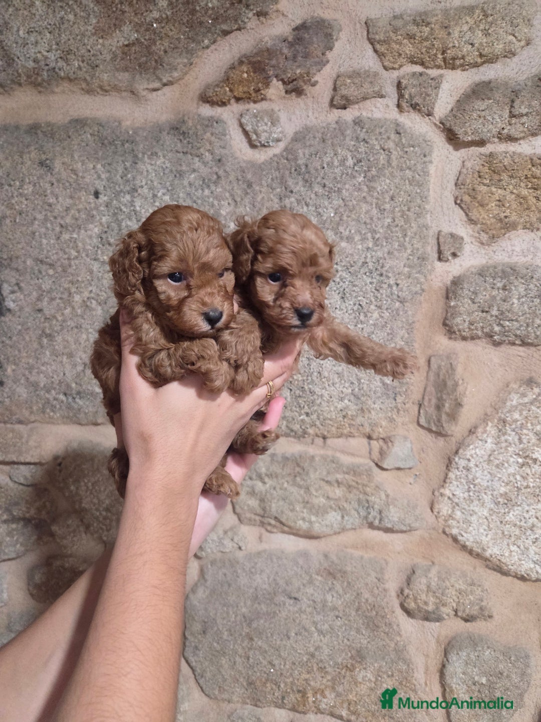 Caniche Toy perros en venta: Caniche toy - Anuncio 1