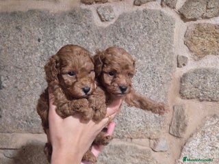 Caniche Toy perros Caniche toy - Anuncio 1