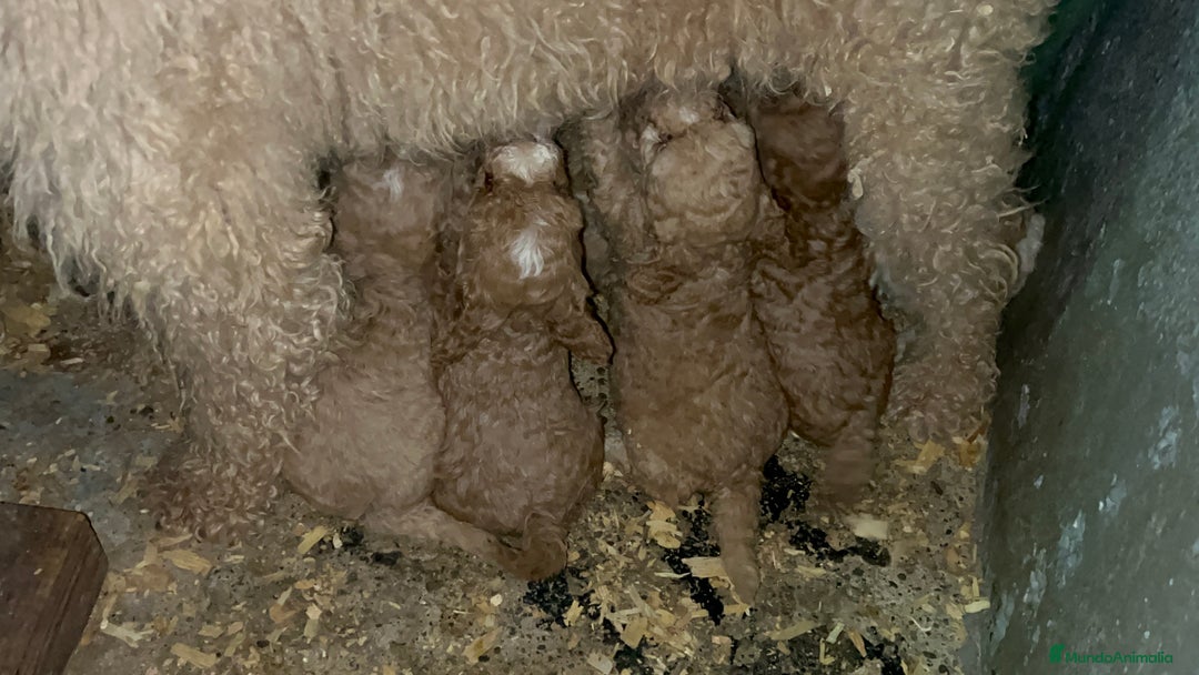 Caniche Enano perros en venta: Caniche enano  - Imagen 2