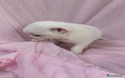 Chihuahua perros en venta: Chihuahua Blanco 🤍  - Anuncio 7