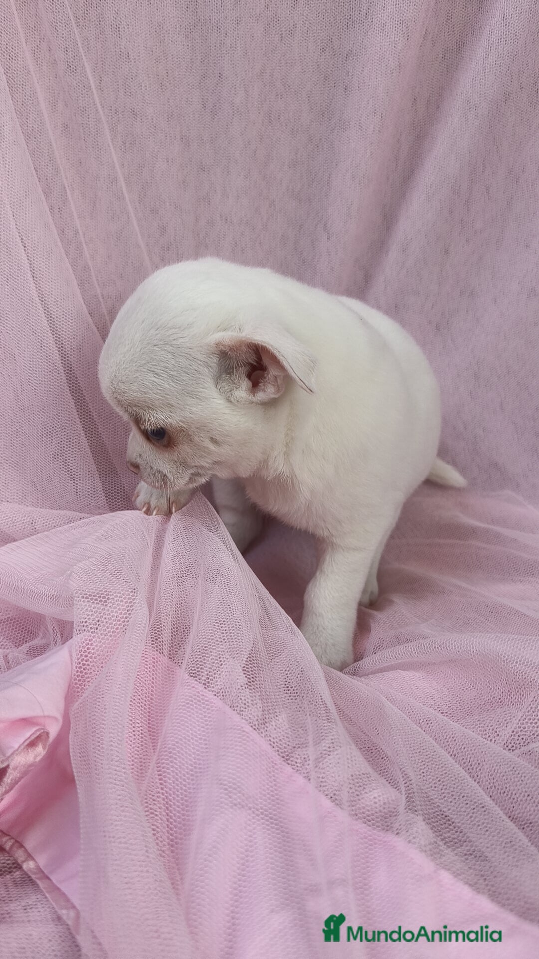 Chihuahua perros en venta: Chihuahua Blanco 🤍  - Anuncio 7