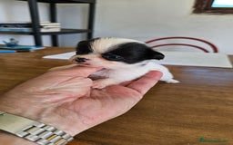 Chihuahua perros en venta: Preciosos chihuahuitos - Imagen 8