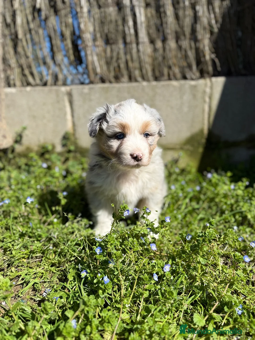 Pastor Australiano perros en venta: Cachorros pastor australiano puros - Anuncio 7