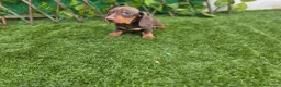 Teckel Miniatura perros en venta: TECKEL MINI & KANNINCHEN CHOCOLATE - Anuncio 1