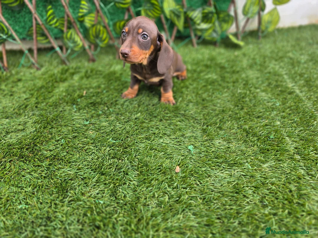 Teckel Miniatura perros en venta: TECKEL MINI & KANNINCHEN CHOCOLATE - Anuncio 1
