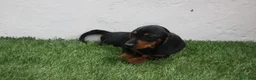 Teckel Miniatura perros en venta: Teckel miniatura  - Anuncio 5