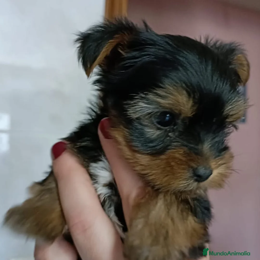Yorkshire Terrier perros en venta: YORKSHIRES TOYS EXCLUSIVOS - Anuncio 2
