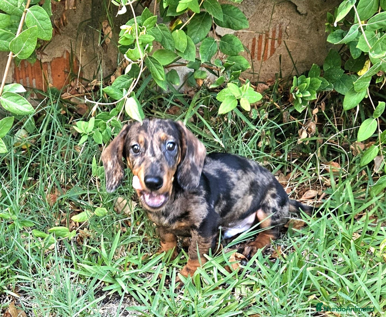 Teckel perros Teckel merle - Anuncio 1