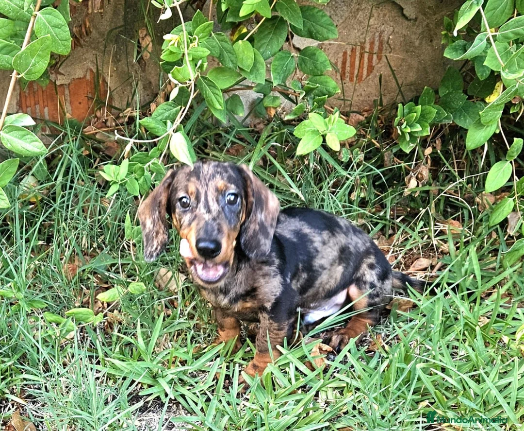Teckel perros en venta: Teckel merle - Anuncio 1