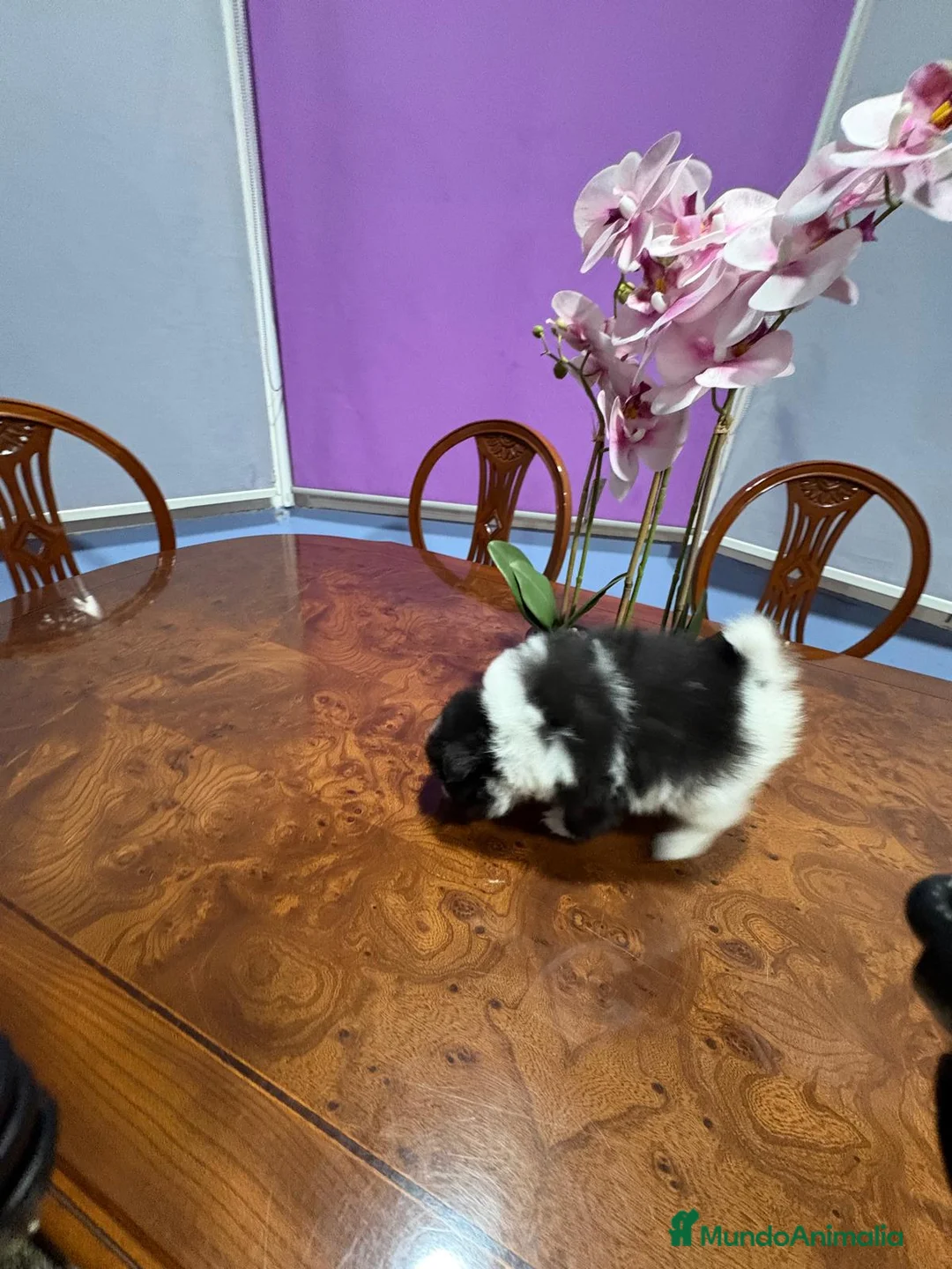 Pomerania perros en venta: Lulu Pomerania toy Party se llama Pinto - Anuncio 9