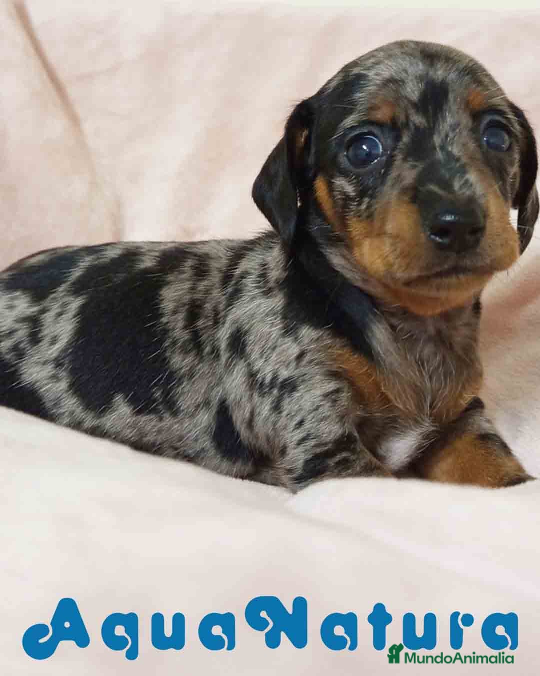 Teckel Miniatura perros Teckel Hembra de Tria y Tilo 1761 AQUANATURA - Anuncio 30