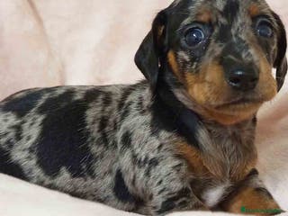 Teckel Miniatura perros Teckel Hembra de Tria y Tilo 1761 AQUANATURA - Anuncio 15