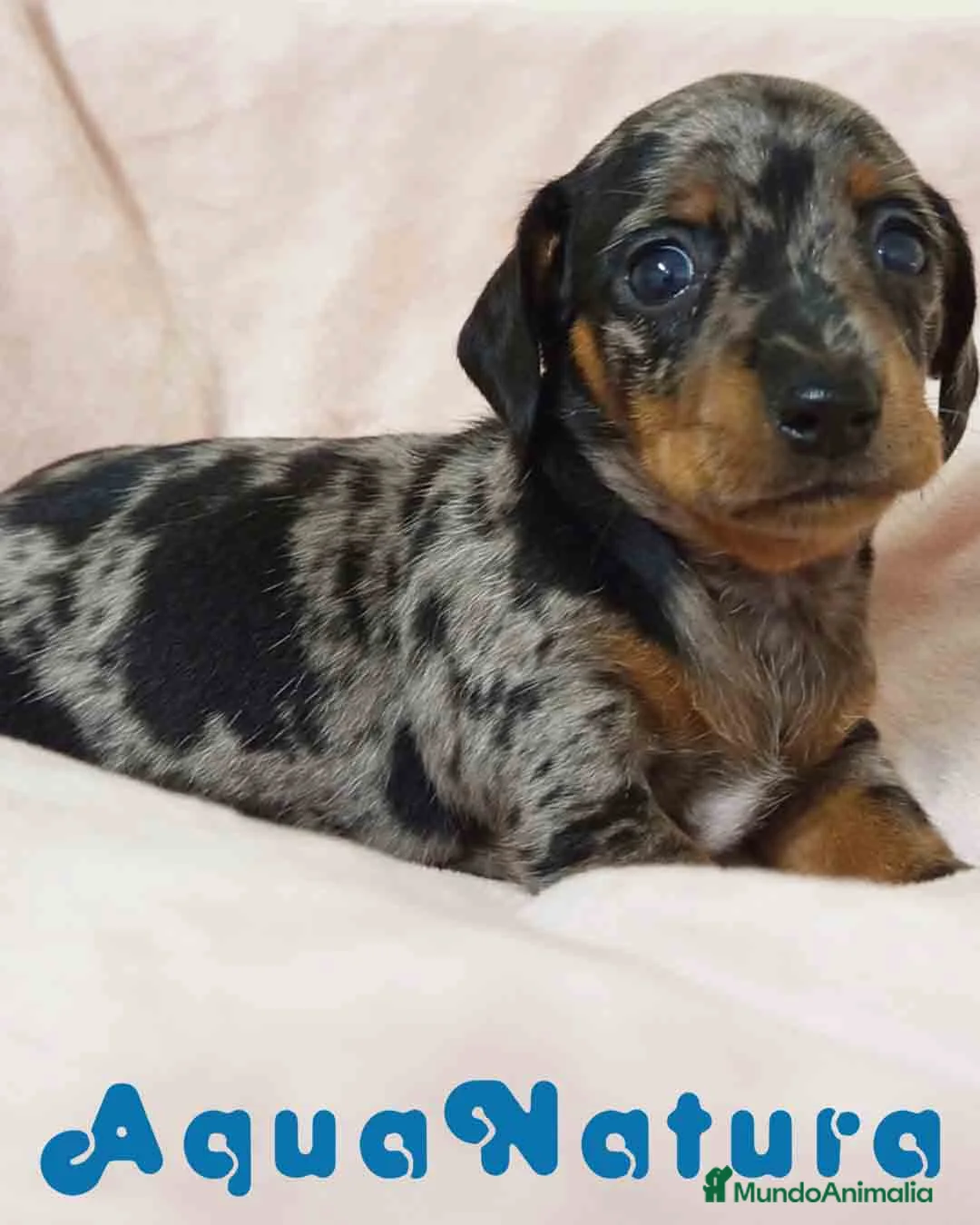 Teckel Miniatura perros en venta: Teckel Hembra de Tria y Tilo 1761 AQUANATURA - Anuncio 1