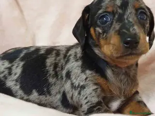 Teckel Miniatura perros Teckel Hembra de Tria y Tilo 1761 AQUANATURA - Anuncio 13