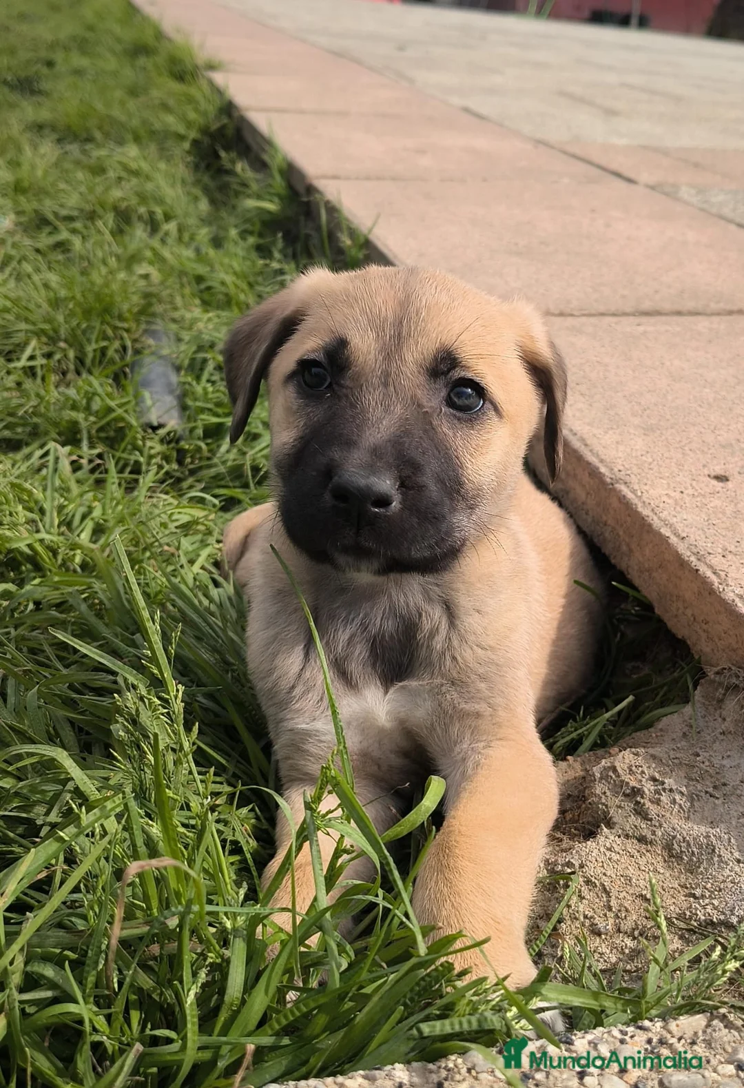 Mastín Español perros en venta: No te quedes sin la tuya!!200€ SOLO HOY  en Córdoba - Anuncio 2