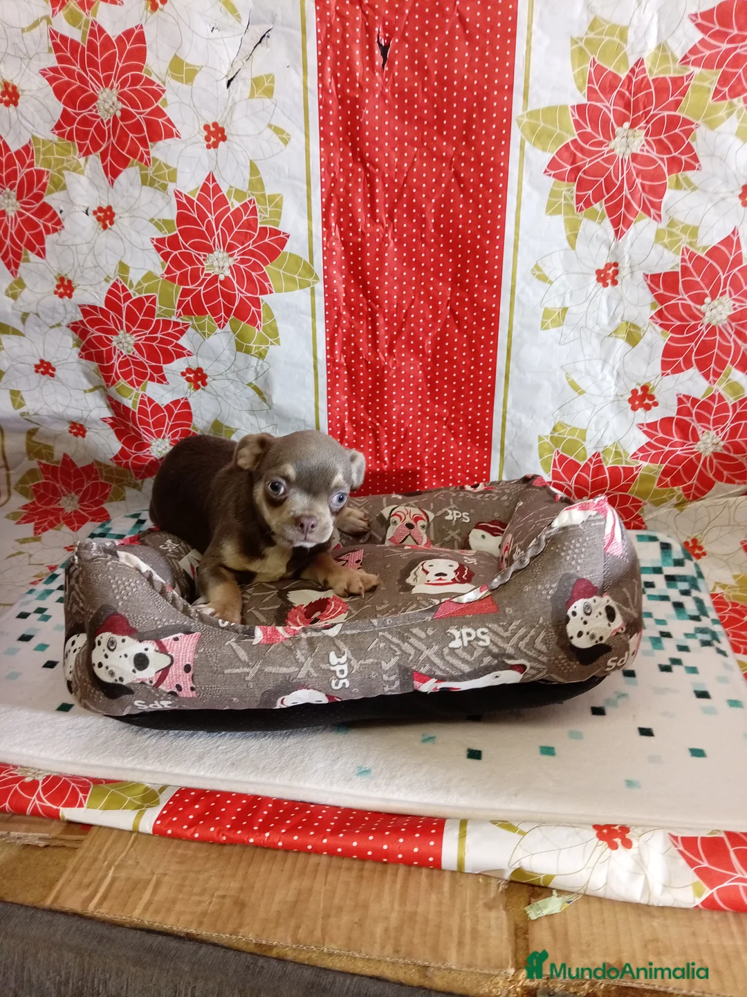 Chihuahua perros en venta: Chihuahua - Anuncio 4