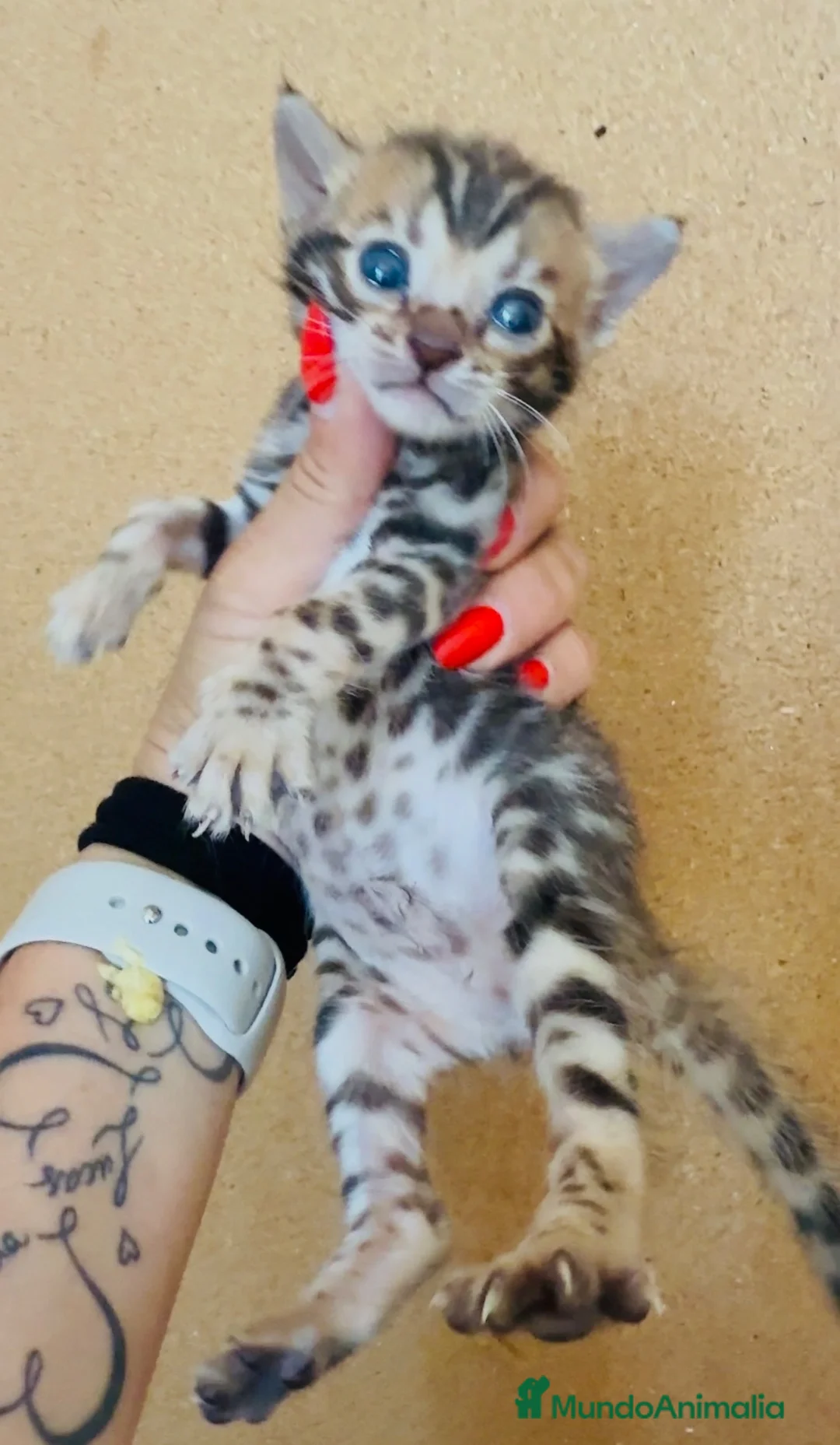 Bengalí gatos en venta: Bengali, Brown - Anuncio 1