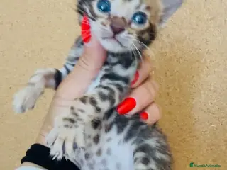 Bengalí gatos Bengali, Brown - Anuncio 1
