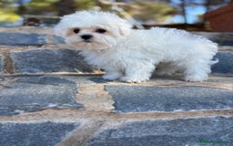 Bichón Maltés perros en venta: Bichon maltés toy macho listo para entregar!! - Imagen 4