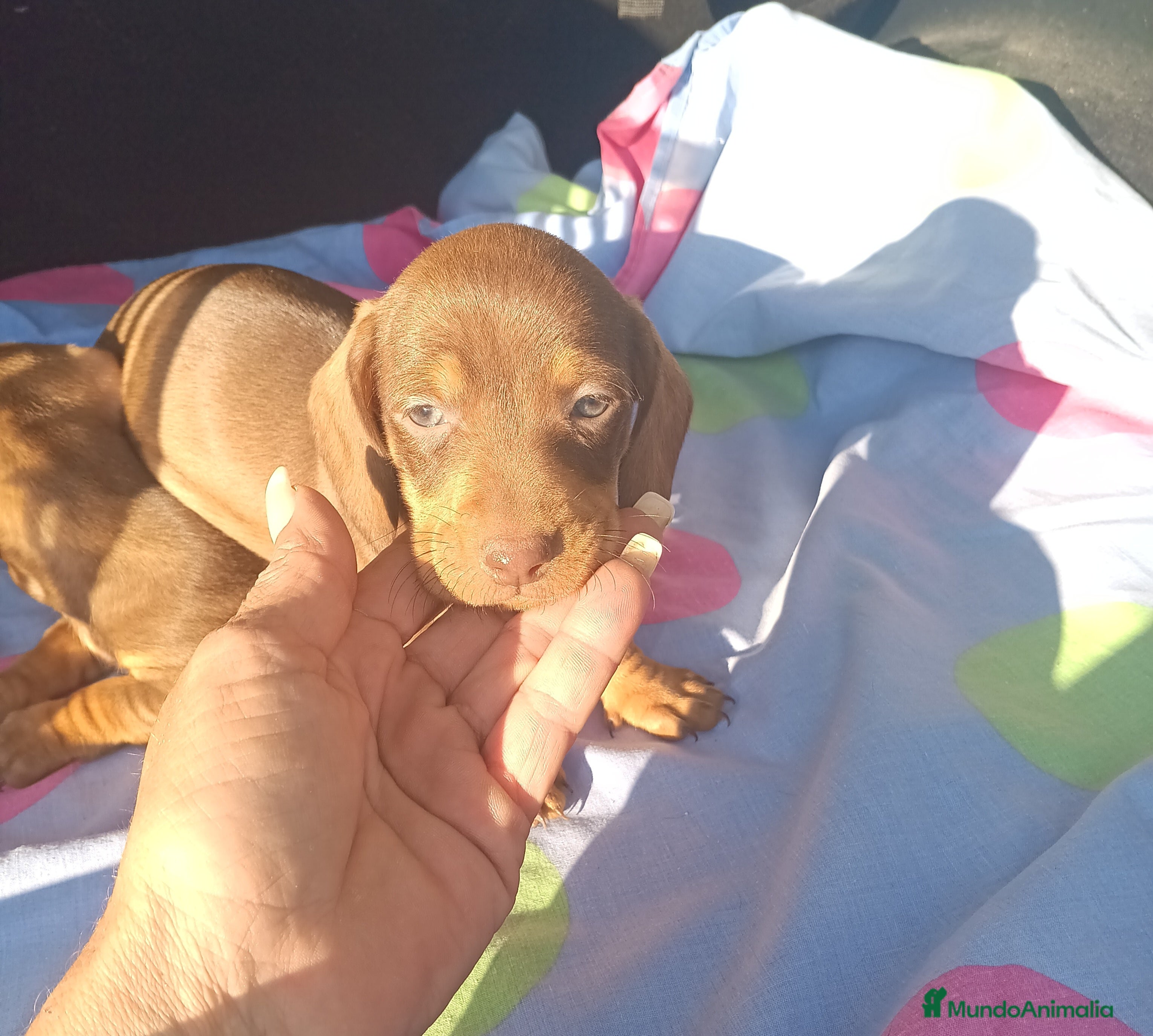 Teckel Miniatura perros Teckels Mini - Anuncio 6