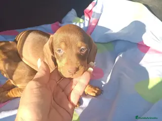 Teckel Miniatura perros Teckels Mini - Anuncio 6