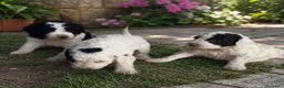 Perro de Agua Español perros en venta: Perros de agua  en Zaragoza - Anuncio 5