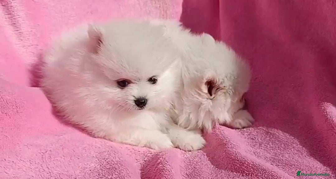 Pomerania perros en venta: Última preciosa hembrita Pomerania - Anuncio 1