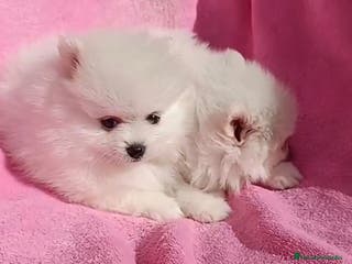Pomerania perros Última preciosa hembrita Pomerania - Anuncio 2