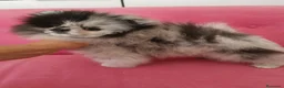 Pomerania perros en venta: Pomerania TOY Merle macho espectacular  - Anuncio 8