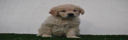 Golden Retriever perros en venta: Cachorros de Golden R en Madrid - Anuncio 5