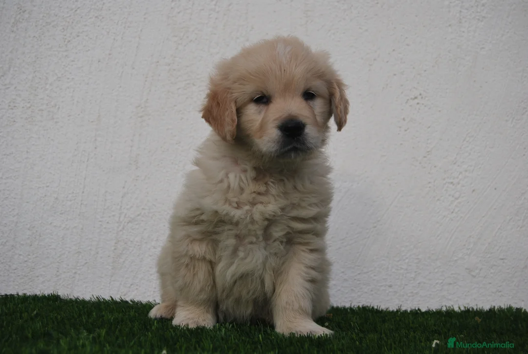Golden Retriever perros en venta: Cachorros de Golden R en Madrid - Anuncio 5