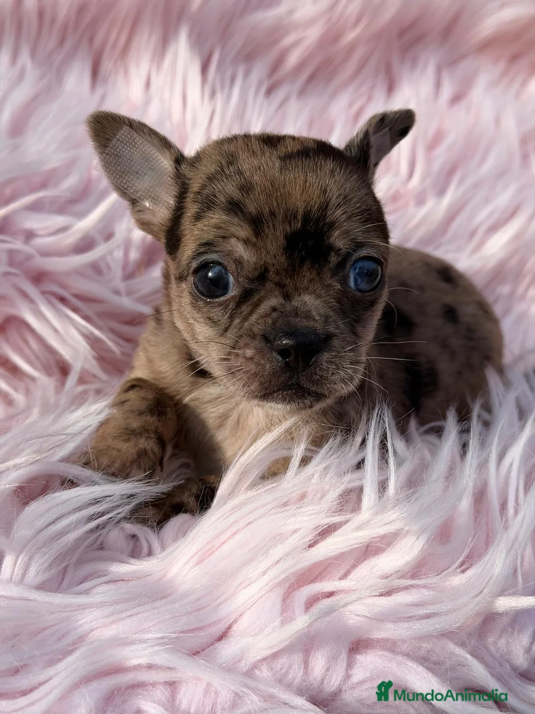 Chihuahua perros en venta: CHIHUAHUA MERLE EXÓTICO MACHO Y HEMBRA - Anuncio 1