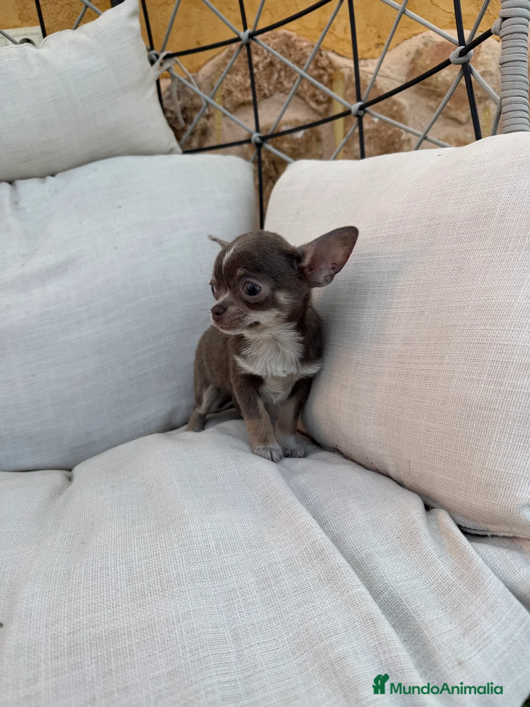 Chihuahua perros en venta: Chihuahua Toy - Anuncio 3
