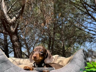 Teckel perros - Anuncio 4