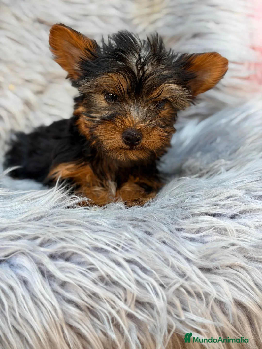 Yorkshire Terrier perros en venta: YORKSHIRE NEGRO FUEGO MACHO  - Anuncio 9