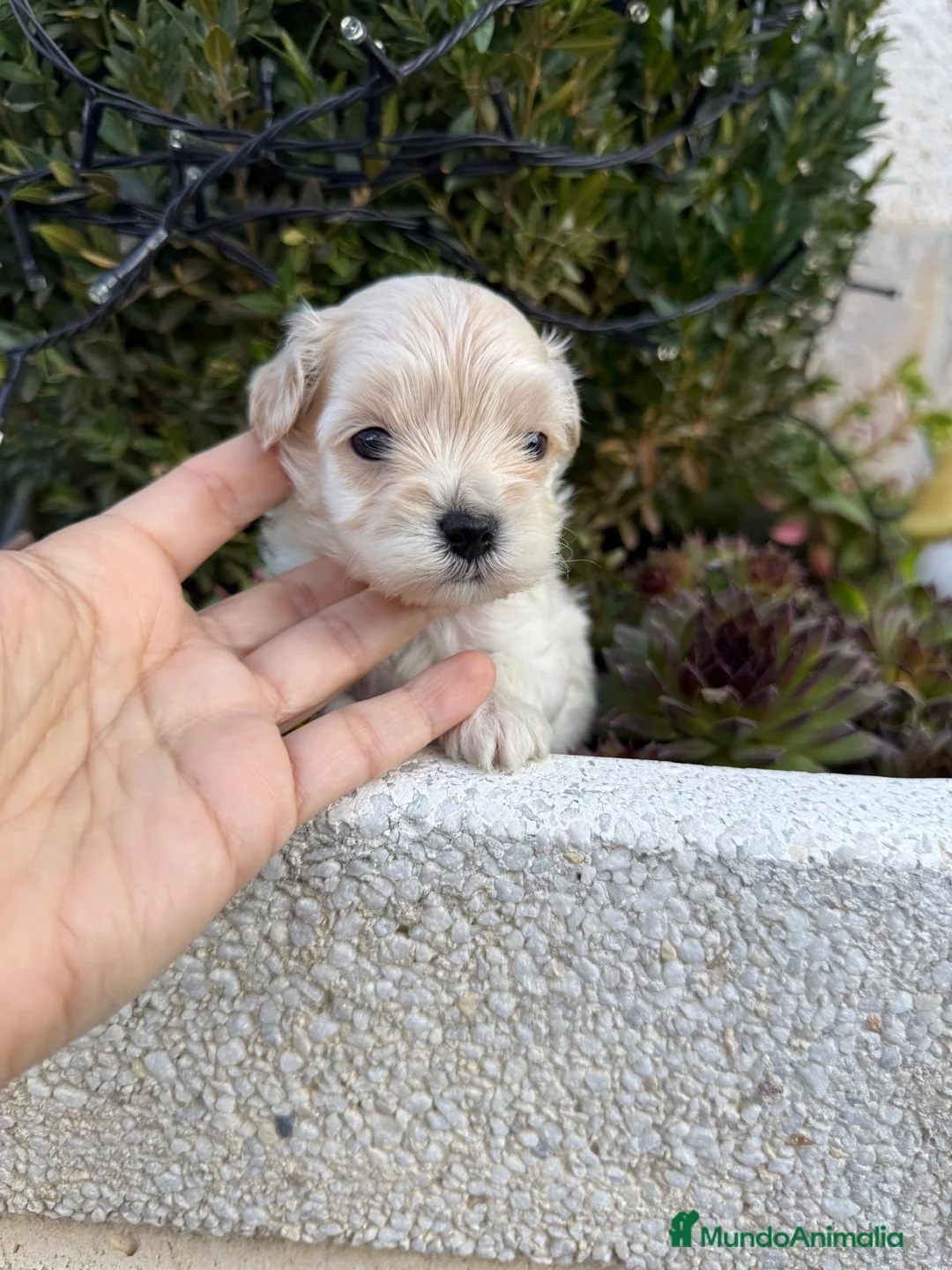 Maltipoo perros en venta: Maltipoo TOY hembra y macho disponible!! - Anuncio 2