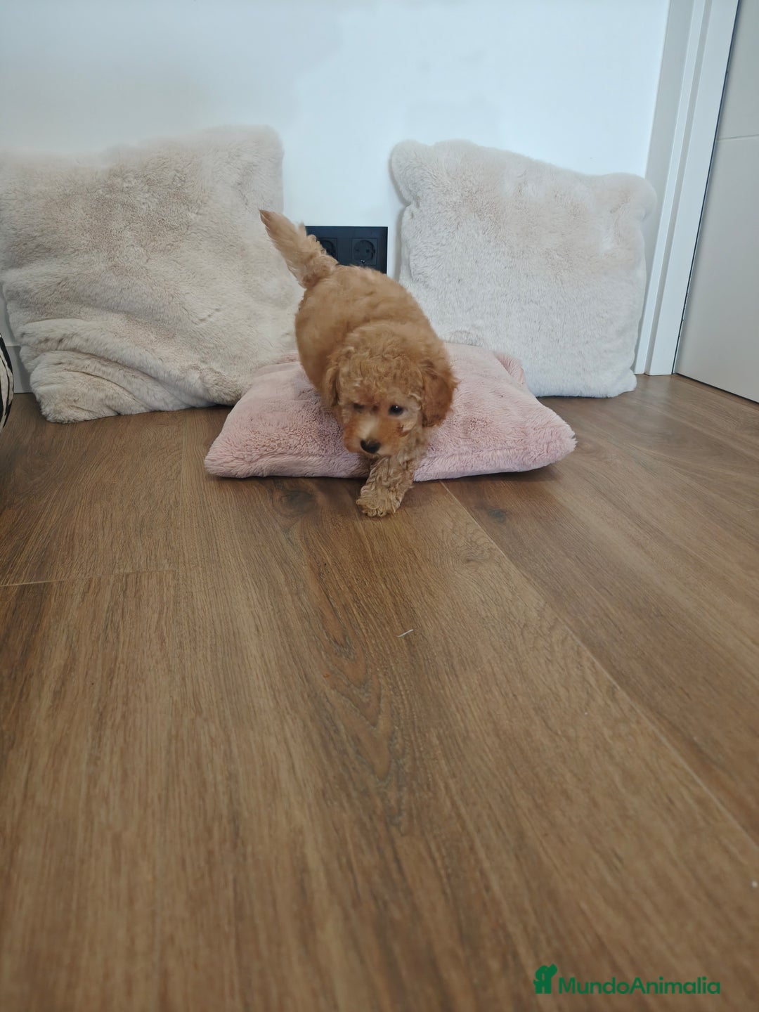 Caniche Toy perros en venta: Caniche Toy apricot  - Imagen 1