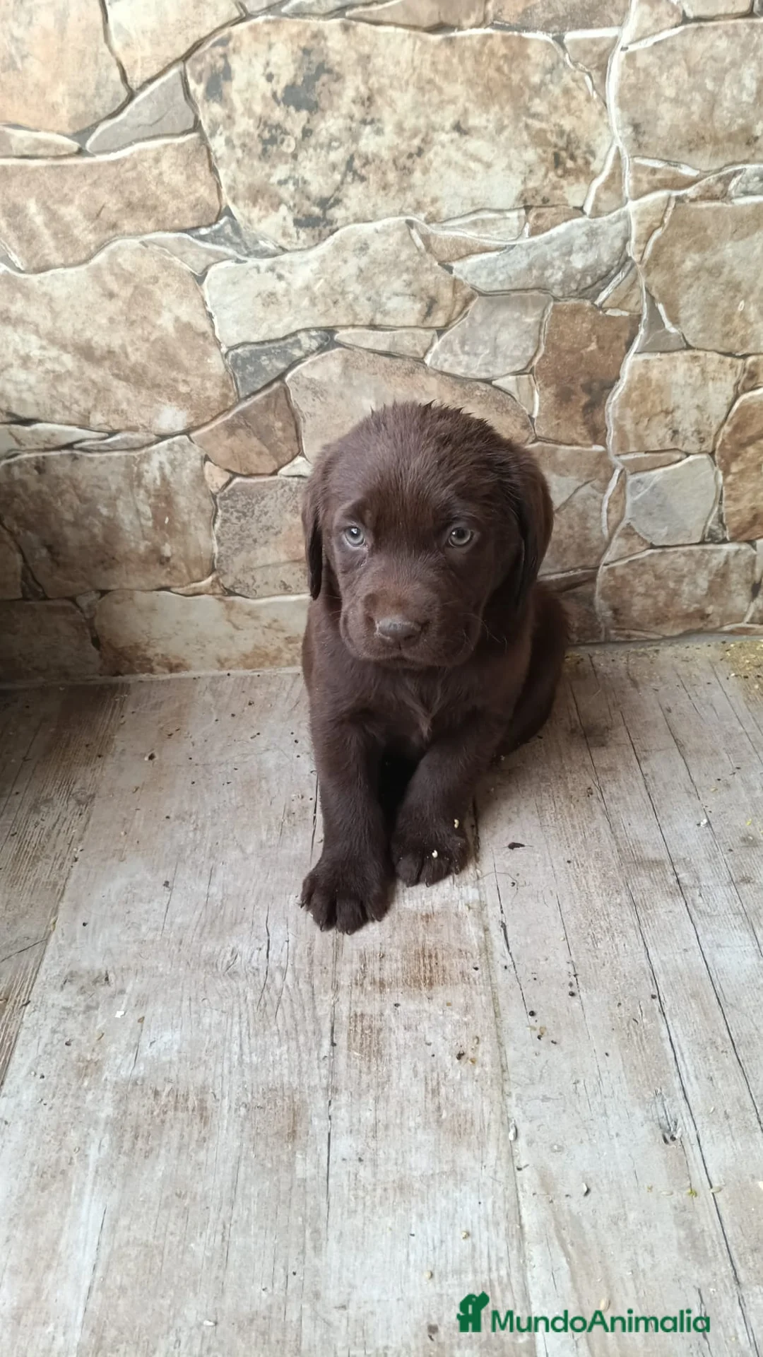 Labrador Retriever perros en venta: Preciosos labradores chocolate disponibles  en Córdoba - Anuncio 1