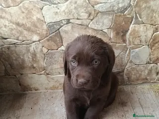 Labrador Retriever perros Preciosos labradores chocolate disponibles en Córdoba - Anuncio 1